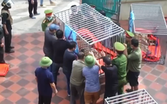 Kiểm lâm từng đi kiểm tra nhưng không biết dân nuôi cả đàn hổ như nuôi... heo