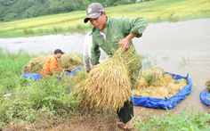 Người dân Đắk Lắk chấp nhận gặt lúa non để chạy lũ