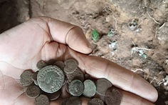 Hy hữu: Con lửng 'sưu tầm' hơn 200 đồng tiền cổ
