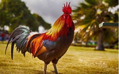 Tại sao người Việt lại thường ưu tiên chọn gà trống trong mâm cúng giao thừa?
