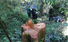 Truy tố 40 người liên quan vụ phá rừng tại Khu bảo tồn thiên nhiên Ea Sô
