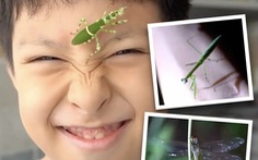Cậu bé 9 tuổi có 10 triệu người theo dõi nhờ am hiểu về côn trùng