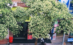 Kiến nghị di dời hàng cây hoa sữa đường Nguyễn Chí Thanh vì mùi hương quá nồng