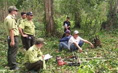 Bắt hai người chặt phá 1.910m2 rừng Phú Quốc