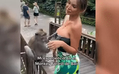 Chú khỉ 'mất nết' dám tát hoa hậu Peru vì bị cô ngăn không cho tụt áo