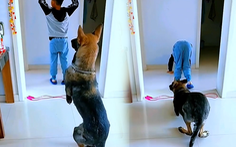 Chú chó bắt chước cậu chủ tập thể dục