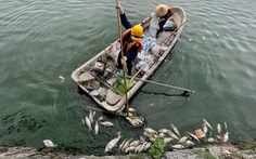 Chuyên gia: 'Cá chết ở hồ Tây là báo động, tại sao cứ để xảy ra rồi chính quyền mới vào cuộc?’