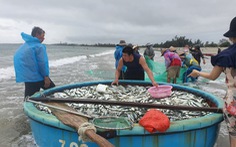 Ngư dân đứng trên bờ kéo lưới trúng mẻ cá gần 3 tấn