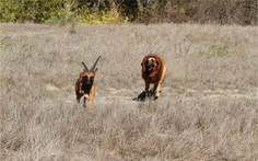 Đôi chó cosplay... sư tử, 'diễn cảnh' thiên nhiên hoang dã khắc nghiệt