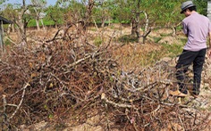 Cả chục ngàn gốc đào làng hoa Thái Bình chết khô khi Tết Nguyên đán cận kề