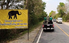 Thái Lan: Bị phạt tù nếu gây tai nạn cho voi trên đường cao tốc