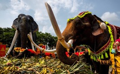 Thái Lan mở tiệc buffet cho voi