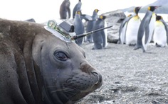 ‘Biệt đội’ hải cẩu thu thập dữ liệu ở Nam Cực