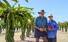 Người trồng thanh long Australia tìm kiếm giải pháp hạn chế hàng nhập khẩu