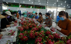 Nâng cao chất lượng nông sản Việt:  Kỳ 1: Nông dân đổ bỏ, xuất khẩu thiếu hàng