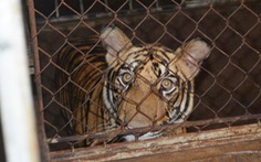 Nuôi 3 con hổ trong nhà, bị phạt 30 tháng tù