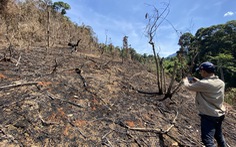 Quảng Nam gấp rút rà soát việc giảm gần 2.850ha rừng tự nhiên trong một năm