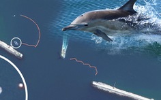 Nga triển khai cá heo bảo vệ tàu ở Biển Đen