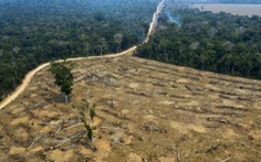 Cứ mỗi phút, thế giới lại mất đi diện tích rừng nhiệt đới bằng 10 sân bóng đá