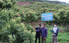 Bắc Giang yêu cầu không dùng thuốc bảo vệ thực vật độc hại khi chăm sóc vải thiều