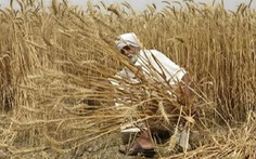 Giá lúa mì tăng cao kỷ lục sau lệnh cấm xuất khẩu của Ấn Độ