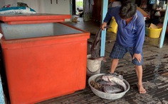 Trên 200 tấn cá chết ở làng bè Châu Đốc: vẫn chưa tìm ra nguyên nhân