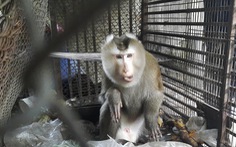 Kiểm lâm tiếp nhận con khỉ từng sổng chuồng, có lần giật đồ ăn trên tay trẻ nhỏ