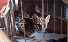 Đi chợ 'đồ rừng' - Kỳ 3: Mèo rừng bị buôn hơn 1.000km ra Bắc