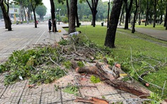 Vì sao cơn mưa dông đêm 26-5 tại TP.HCM làm gãy đổ nhiều cây?