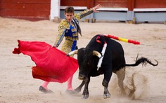Tòa án Mexico phán quyết đình chỉ tổ chức đấu bò tót tại đấu trường lớn nhất thế giới