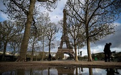Tòa thị chính Paris  đốn 42 cây xanh, trong đó có hai cổ thụ trăm tuổi, dư luận phản ứng mạnh