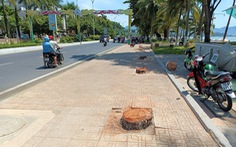 Hàng dừa ven đường biển Nha Trang bị đốn hạ, chính quyền nói gì?