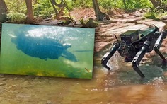 Video chó robot bơi ào ào dưới nước