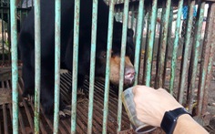 Con gấu nuôi nhốt cuối cùng ở Bình Phước được bàn giao Vườn quốc gia Cát Tiên