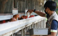 Malaysia hạn chế, Indonesia tìm cách xuất khẩu gà sang Singapore