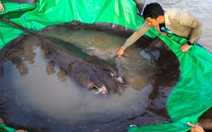 Ngư dân Campuchia bắt được con cá nước ngọt lớn nhất thế giới trên sông Mekong
