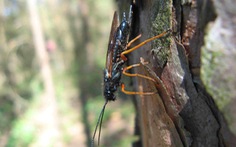 Ong bắp cày sát thủ lại ‘gõ cửa’ đe dọa rừng thông ở Mỹ