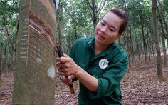 125 năm cao su 'cho vàng' ở Việt Nam - Kỳ 9: 15 phút cạo 100 cây cao su 'chính xác từng 0,1 milimet'