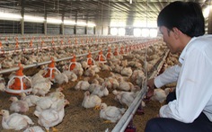 Singapore thiếu thịt gà, doanh nghiệp Việt Nam có dễ tranh thủ cơ hội?