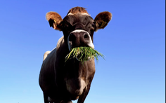 New Zealand đề xuất buộc nông dân trả tiền cho lượng khí thải từ 10 triệu con bò và 26 triệu con cừu