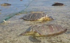 Hàng chục con rùa biển xanh quý hiếm thoi thóp trôi vào đảo Nhật, có vết đâm ở cổ