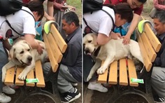 Giải cứu chú chó bị mắc kẹt trên ghế
