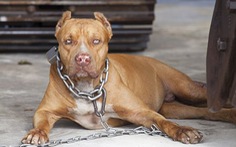 Tranh luận: Nên cấm nuôi chó pitbull hay 'mình thích thì nuôi thôi'?