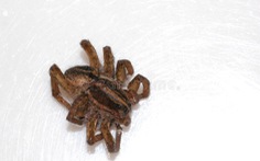 Biến nhện chết thành 'robot xác sống'