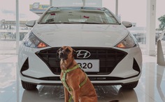 Hyundai tuyển chó làm nhân viên, đặt tên là Tucson và hút khách chưa từng thấy