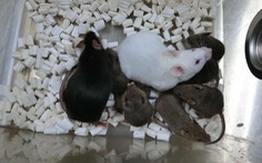 Con chuột sinh ra từ tế bào da đông khô