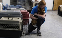 Giải cứu 4.000 con chó Beagle khỏi nơi nuôi nhốt để làm thí nghiệm