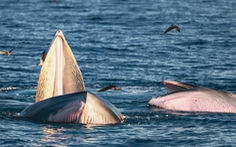 Gặp người săn ảnh cá voi ở biển Đề Gi