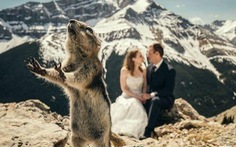 Khoảnh khắc các cặp đôi bị động vật 'dìm hàng' ảnh cưới