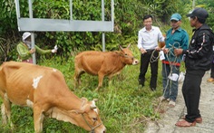 Hậu COVID-19, mưa lũ, nông dân mừng vui nhận bò giống về nhà nuôi